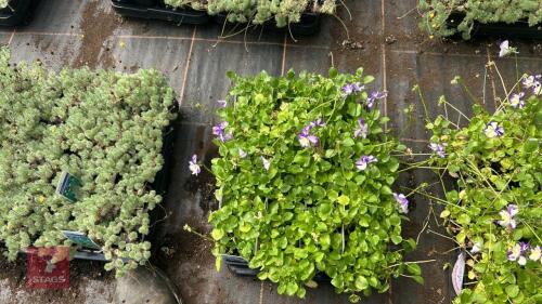 20 VIOLA 'REBECCA'