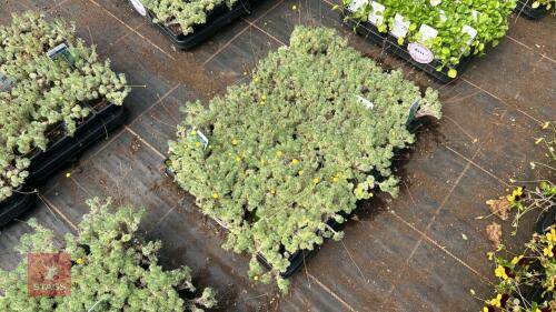 40 COTULA 'HISPIDA'