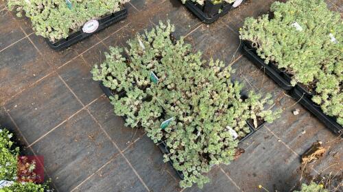 40 COTULA 'HISPIDA'