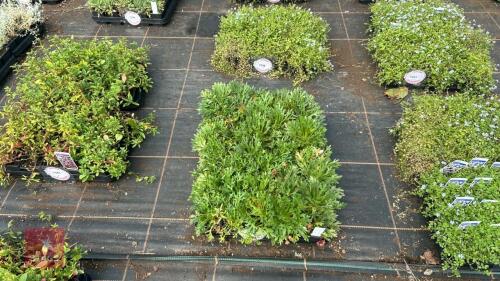 40 CHRYSANTHEMUM 'WEYRICHII'Al