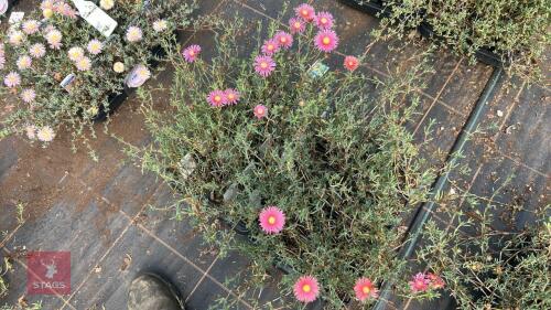 40 LAMPRANTHUS ROSEUS