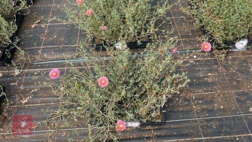 20 LAMPRANTHUS ROSEUS