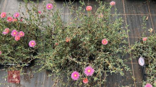 40 LAMPRANTHUS ROSEUS