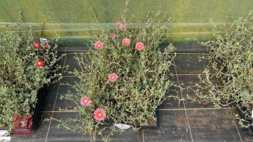 40 LAMPRANTHUS ROSEUS