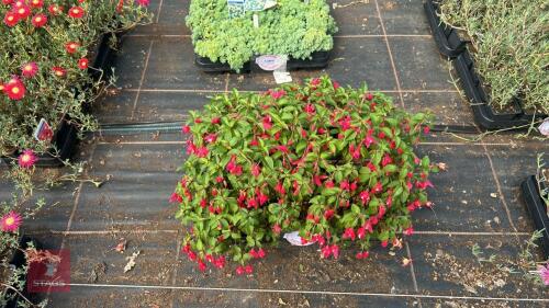 20 FUCHSIA 'LADY THUMB'