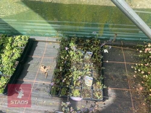 40 CORYDALIS 'PURPLE LEAF