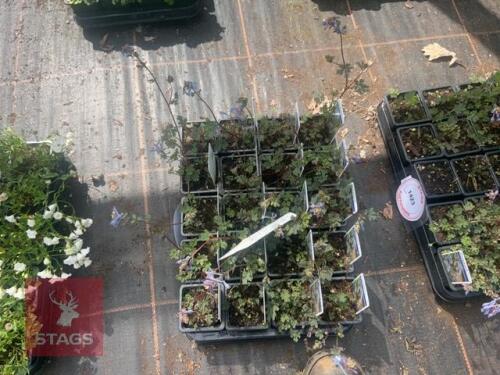 20 CORYDALIS 'PURPLE LEAF