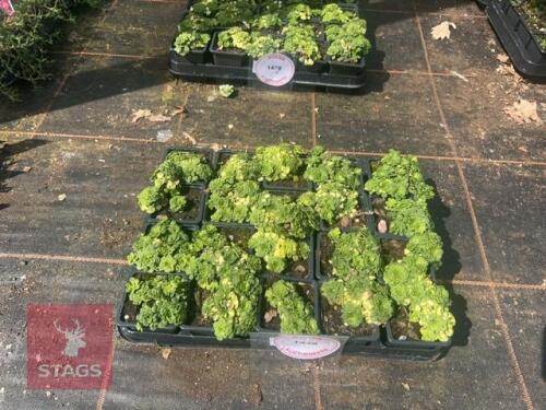 20 SAXIFRAGA CUNEIFOLIA VARIEGATA