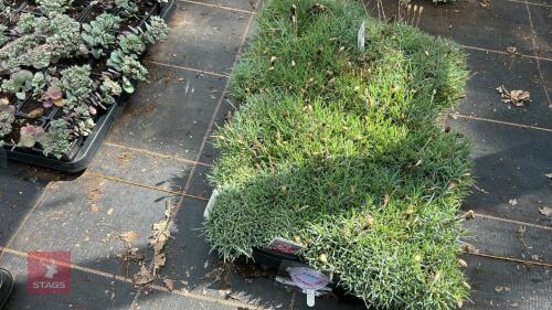 20 DIANTHUS 'WHATFIELD GEM'