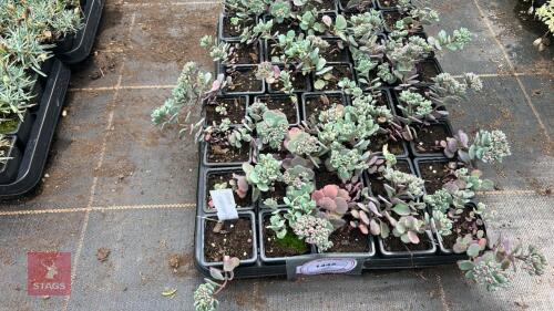 40 SEDUM CAUTICOLA 'LIDAKENSE'