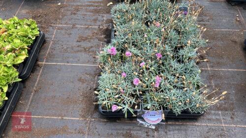 40 DIANTHUS 'POP STAR'