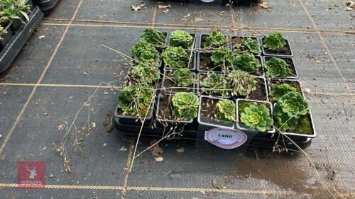 20 SAXIFRAGA 'ELLIOTT'S VARIETY'