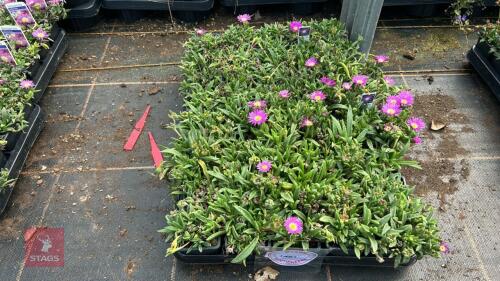 40 DELOSPERMUM SUTHERLANDII