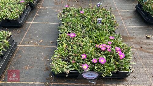 40 DELOSPERMUM SUTHERLANDII