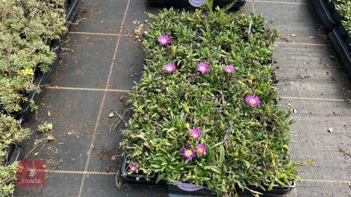 40DELOSPERMUM SUTHERLANDII