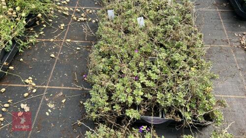 40 AUBRIETA 'DR MULES VARIEGATA'