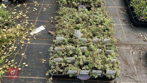 40 AUBRIETA 'DR MULES VARIEGATA'