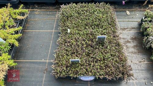 40 LEPTINELLA SQUALIDA 'PLATT'S BLACK'