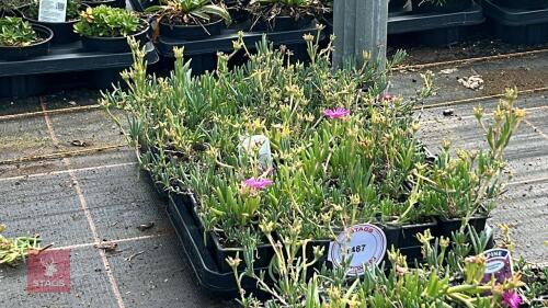 40 DELOSPERMA COOPERI