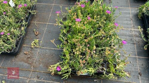 40 DELOSPERMA COOPERI