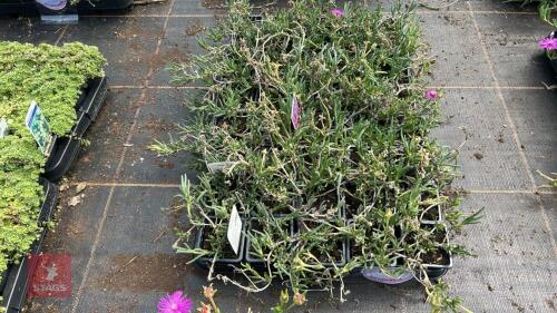 40 DELOSPERMA COOPERI