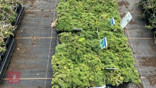 40 SAXIFRAGA PANICULATA 'BALCANA'