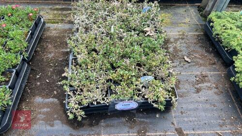 40 AUBRIETA 'REGADO WHITE'
