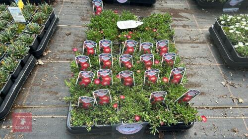 40 DELOSPERMA 'LUCKY RUBY RED'