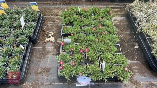 40 DELOSPERMA 'LUCKY RUBY RED'