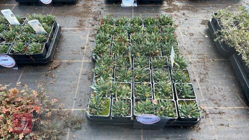40 BERGERANTHUS 'GLENENSIS'