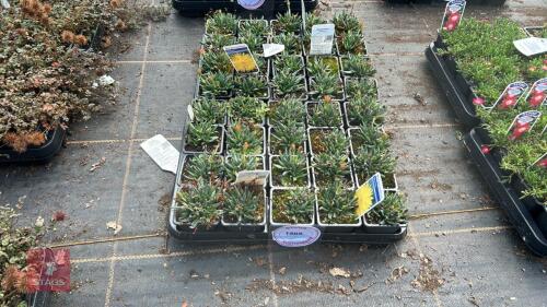 40 BERGERANTHUS 'GLENENSIS'