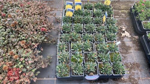 40 BERGERANTHUS 'GLENENSIS'