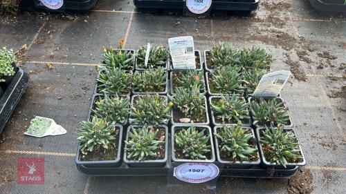 20 BERGERANTHUS 'GLENENSIS'