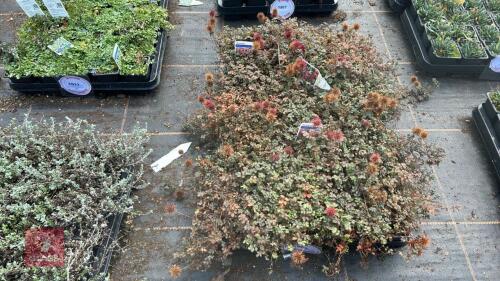 40 ACAENA 'COPPER CARPET'