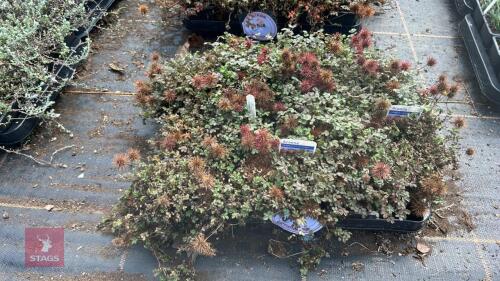 20 ACAENA 'COPPER CARPET'
