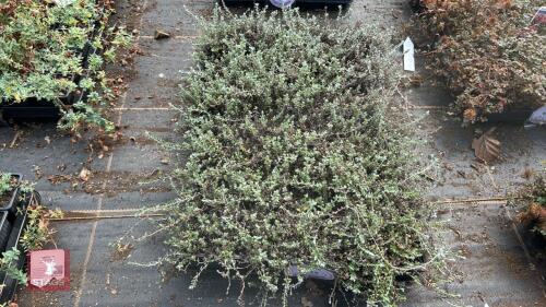 40 HELICHRYSUM 'BELLIDIOIDES'