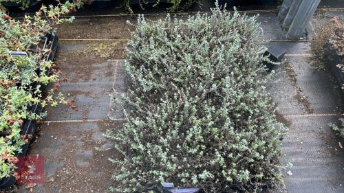 40 HELICHRYSUM 'BELLIDIOIDES'