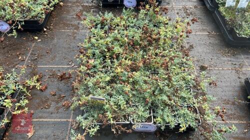 40 HYPERICUM 'CERASTOIDES'