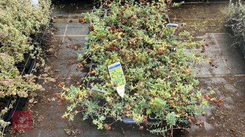40 HYPERICUM 'CERASTOIDES'