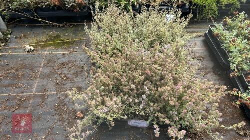 40 THYMUS 'SILVER POSIE'