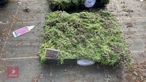 20 THYMUS 'MINIMUS'
