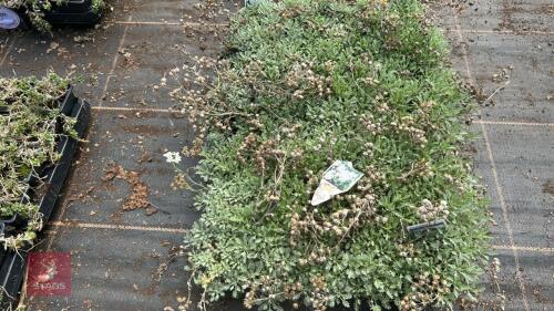 40 ACHILLEA 'X HUTERI'