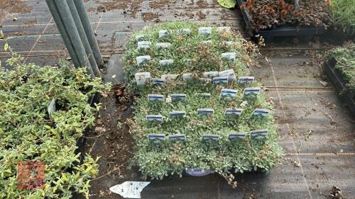 40 ACHILLEA 'X HUTERI'