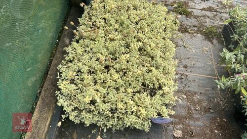 40 SILENE 'DRUETTS VARIGATED'
