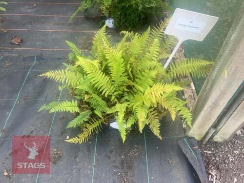 12 POLYSTICHUM DAHLEM FERNS