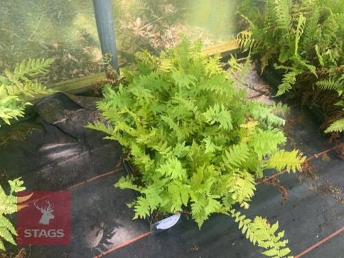 24 MATTEUCCIA STRUTHIOPTERIS FERNS