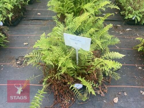 24 DRYOPTERIS AFFINS FERNS