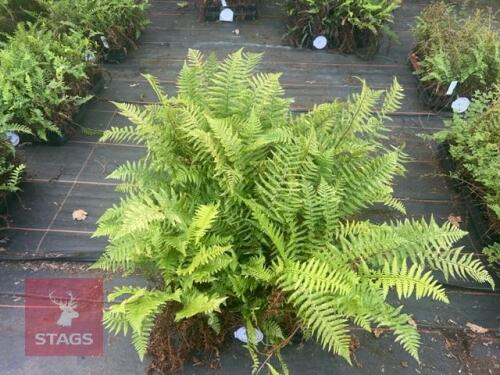 24 DRYOPTERIS AFFINS FERNS