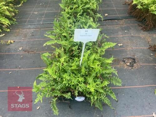 36 POLYPODIUM VULGARE FERNS