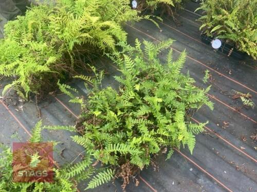 24 POLYPODIUM VULGARE FERNS